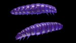 Larva 020 PURPLE WITH GLITTER.jpg